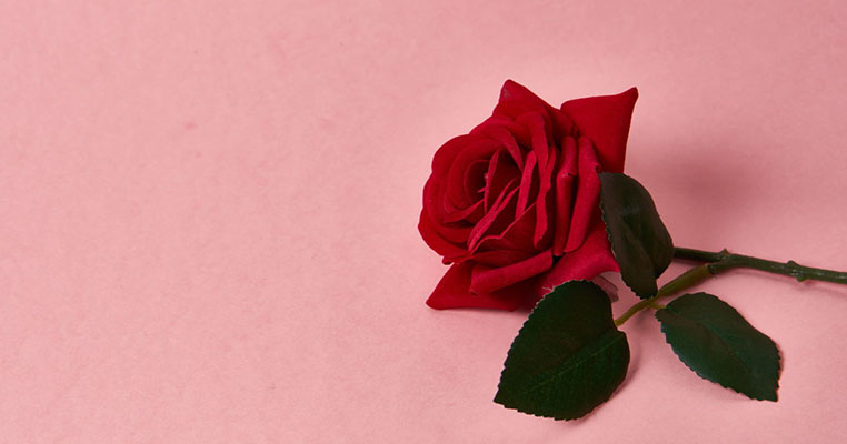 red rose with thorns on pink background cropped view Copy Space